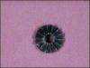Spare Cutter 3/4in BSP Flat